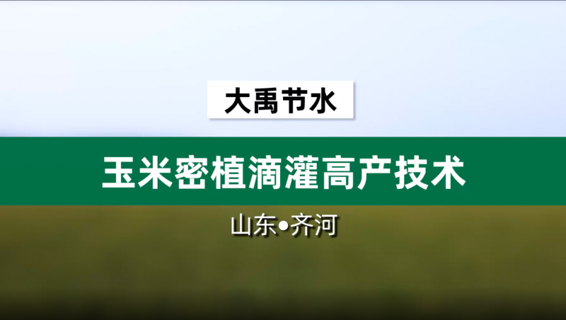 1xBET节水玉米密植滴灌高产技术· 山东省齐河县豆腐窝灌区